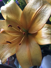 橙色百合花朵微距摄影图片素材