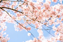春天樱花盛开唯美高清图片