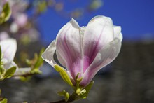 微距木兰花花朵高清图片