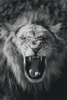 凶猛狮子黑白摄影高清图片