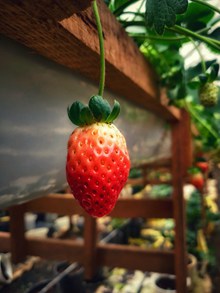 一颗鲜红草莓精美图片