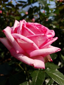 一朵粉色玫瑰花 一朵粉红色玫瑰花大全高清图片