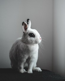 可爱宠物白兔子图片素材