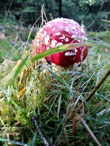 野生有毒红蘑菇图片下载