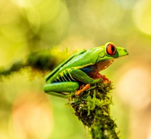 可爱绿纹树蛙图片素材