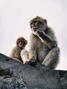两只野生猕猴照片图片下载