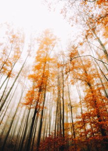 秋天树林唯美风景图片大全