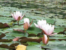 池塘莲花欣赏高清图