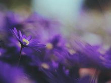 非主流紫色的鲜花 非主流紫色的鲜花大全图片下载