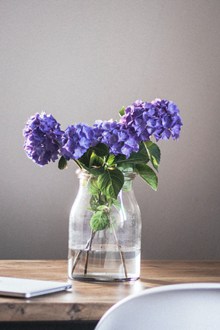 紫色花朵水培插花 紫色花朵水培插花大全高清图