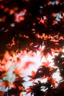 秋季红枫叶图片素材