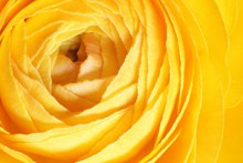 黄色微距玫瑰花朵精美图片