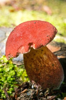 野生真菌红蘑菇精美图片