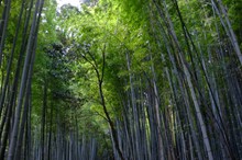 绿色竹林风景图片下载
