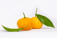 新鲜黄色橘子精美图片