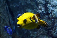 水族馆黄色观赏鱼图片下载