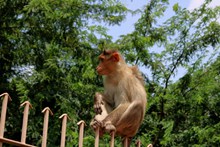栏杆上的猴子图片下载