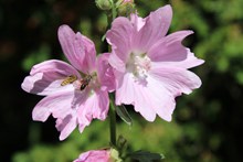 粉色蜀葵花盛开图片素材