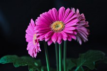 非洲菊花朵摄影图片下载