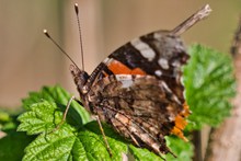燕尾蝴蝶摄影图片