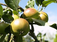 未成熟绿色苹果高清图片