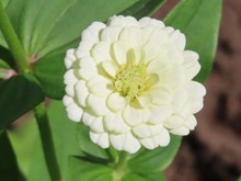 白色百日菊花朵精美图片