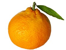 橙色大个柑橘高清图
