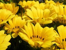 黄菊花花朵摄影高清图片