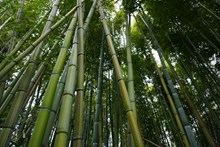 绿色竹林竹子精美图片