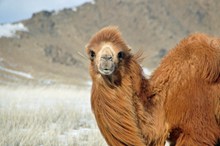 棕色沙漠骆驼精美图片
