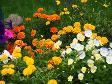 春季鲜花开发高清图片