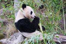 可爱熊猫吃竹子精美图片