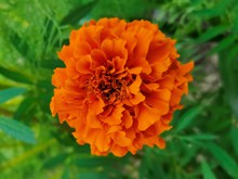 橙色金盏菊花朵摄影高清图片
