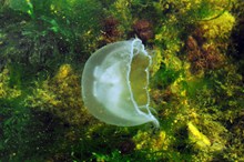 透明白色水母图片素材