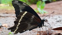 黑色大蝴蝶素材高清图片