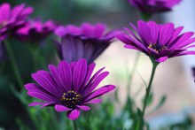 紫色非洲菊花朵图片大全