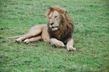 草地上休息大狮子图片素材