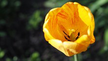 黄色郁金香花朵特写高清图