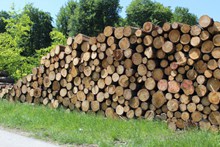 森林一堆木材图片下载