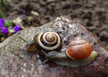 两只蜗牛爬行精美图片