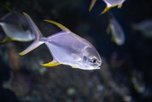 扁鲳鱼精美图片