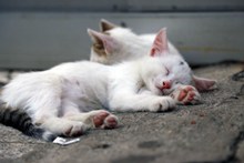 白色猫咪睡觉图片下载