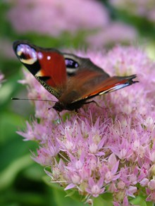粉色花朵上的蝴蝶图片下载