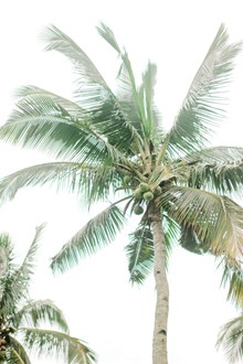 椰子树低角度摄影图片下载