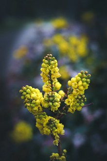 植物十大功劳中药材图片大全