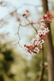 春天花朵唯美意境 春天花朵唯美意境大全高清图