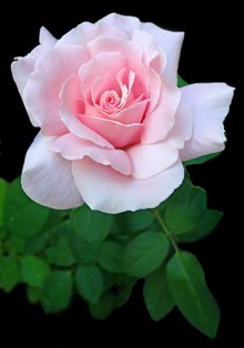 一朵漂亮粉色玫瑰精美图片