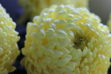 黄色菊花微距摄影精美图片