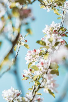 春天白色鲜花花朵 春天白色鲜花花朵大全图片素材