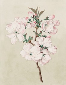 中国画鲜花花朵 中国画鲜花花朵大全精美图片